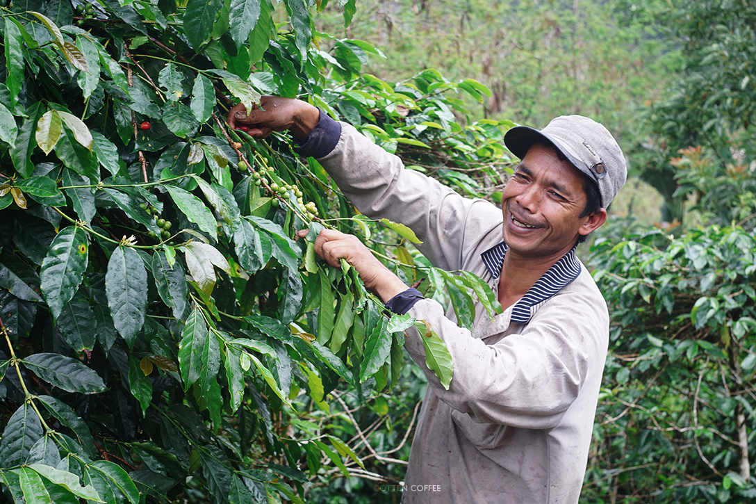 Petani kopi Gayo masa kini menjaga warisan lebih dari satu abad penanaman kopi di tanah mereka.